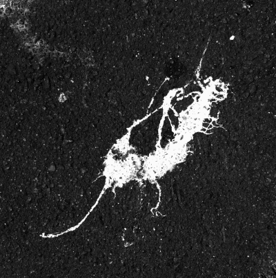 Antennae longusfilamenta