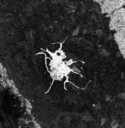 Rotundustilla multiscrura