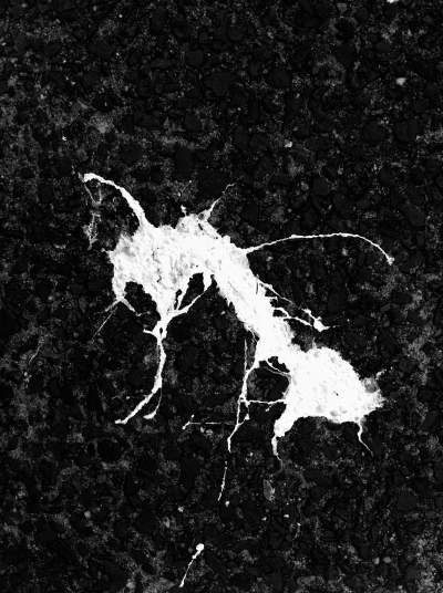 Obesusformica multiscrura