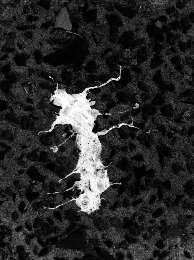 Abscondita multiscrura