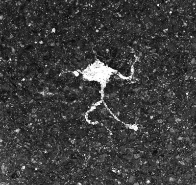 Peregrinus vegrandis