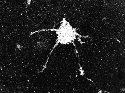 Pluviastilla crura